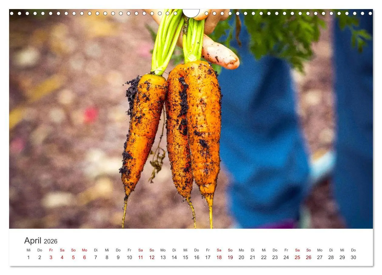 Bild: 9783457560549 | Frisches aus dem Gemüsegarten (Wandkalender 2026 DIN A3 quer),...