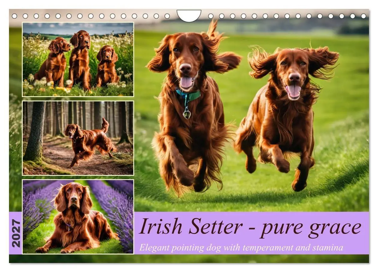 Cover: 9783569120549 | Irish Setter - pure grace (Wall Calendar 2027 DIN A4 landscape),...