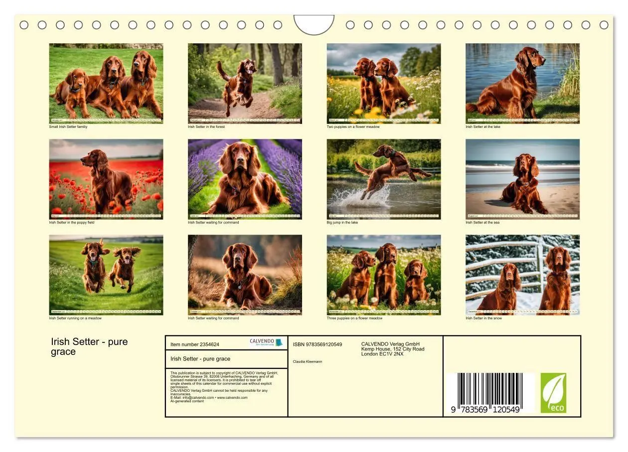 Bild: 9783569120549 | Irish Setter - pure grace (Wall Calendar 2027 DIN A4 landscape),...