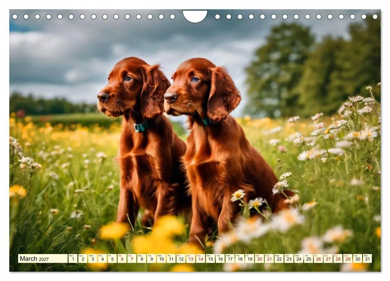 Bild: 9783569120549 | Irish Setter - pure grace (Wall Calendar 2027 DIN A4 landscape),...