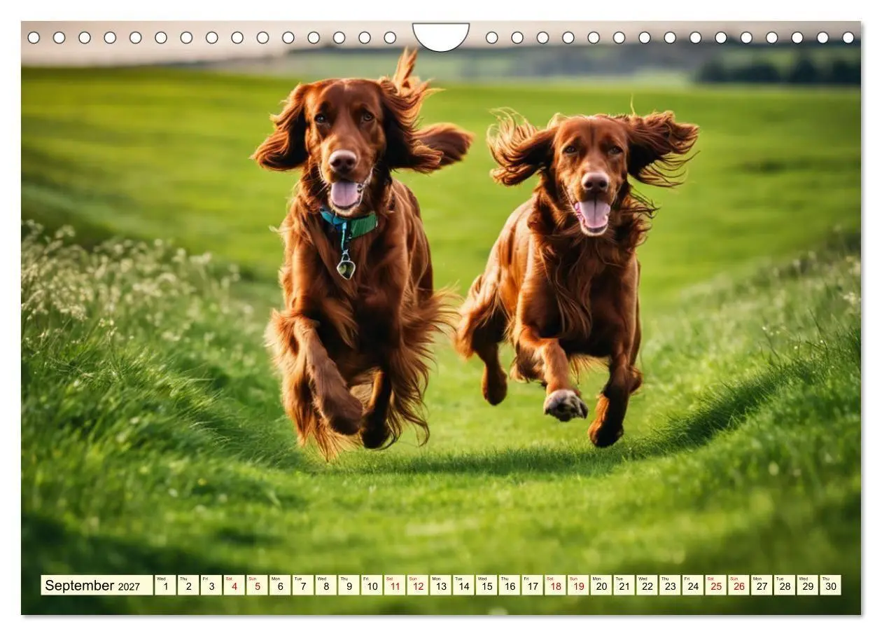 Bild: 9783569120549 | Irish Setter - pure grace (Wall Calendar 2027 DIN A4 landscape),...