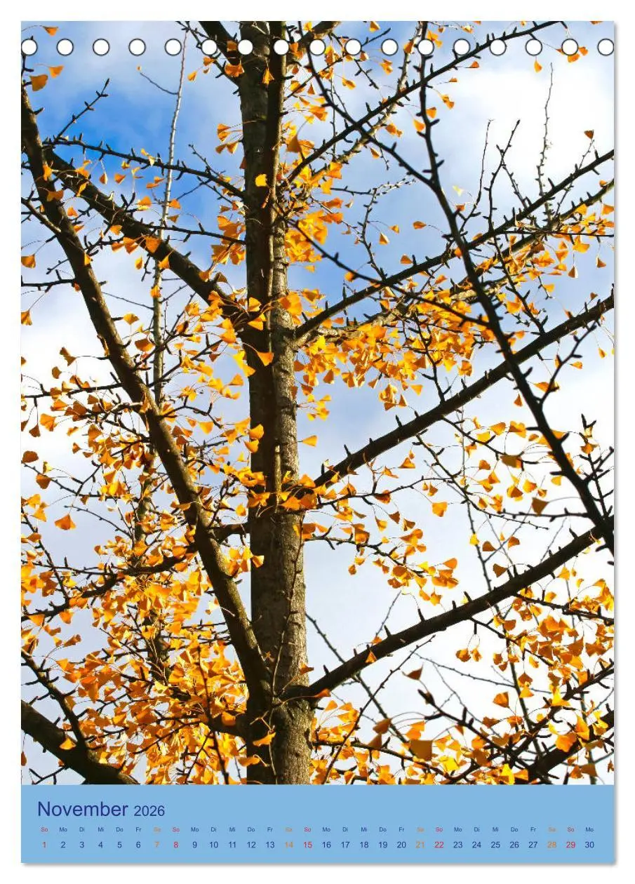 Bild: 9783516400649 | Ginkgo (Tischkalender 2026 DIN A5 hoch), CALVENDO Monatskalender