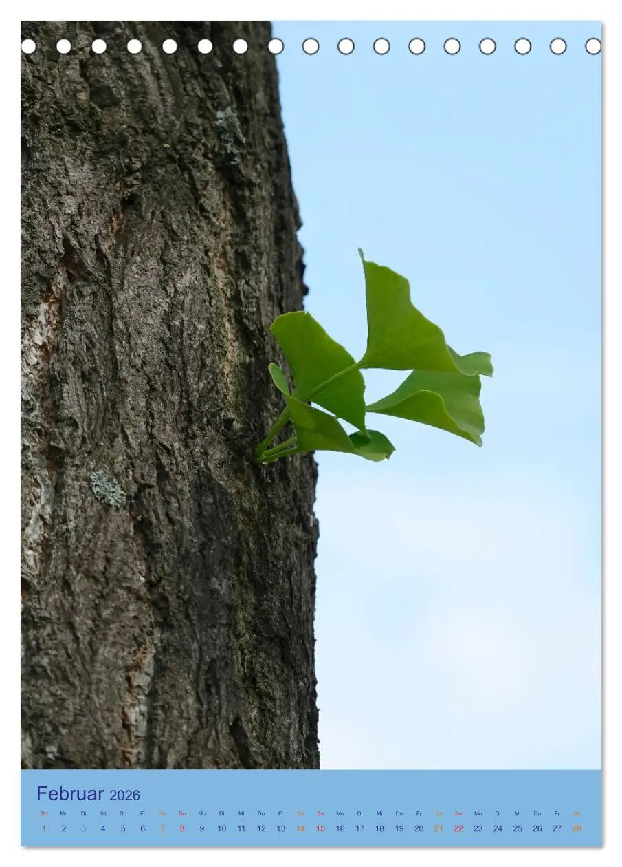 Bild: 9783516400649 | Ginkgo (Tischkalender 2026 DIN A5 hoch), CALVENDO Monatskalender