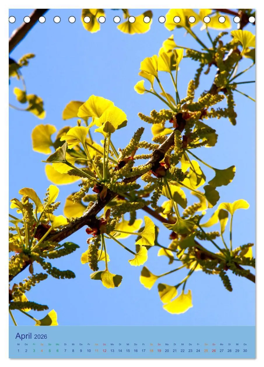 Bild: 9783516400649 | Ginkgo (Tischkalender 2026 DIN A5 hoch), CALVENDO Monatskalender