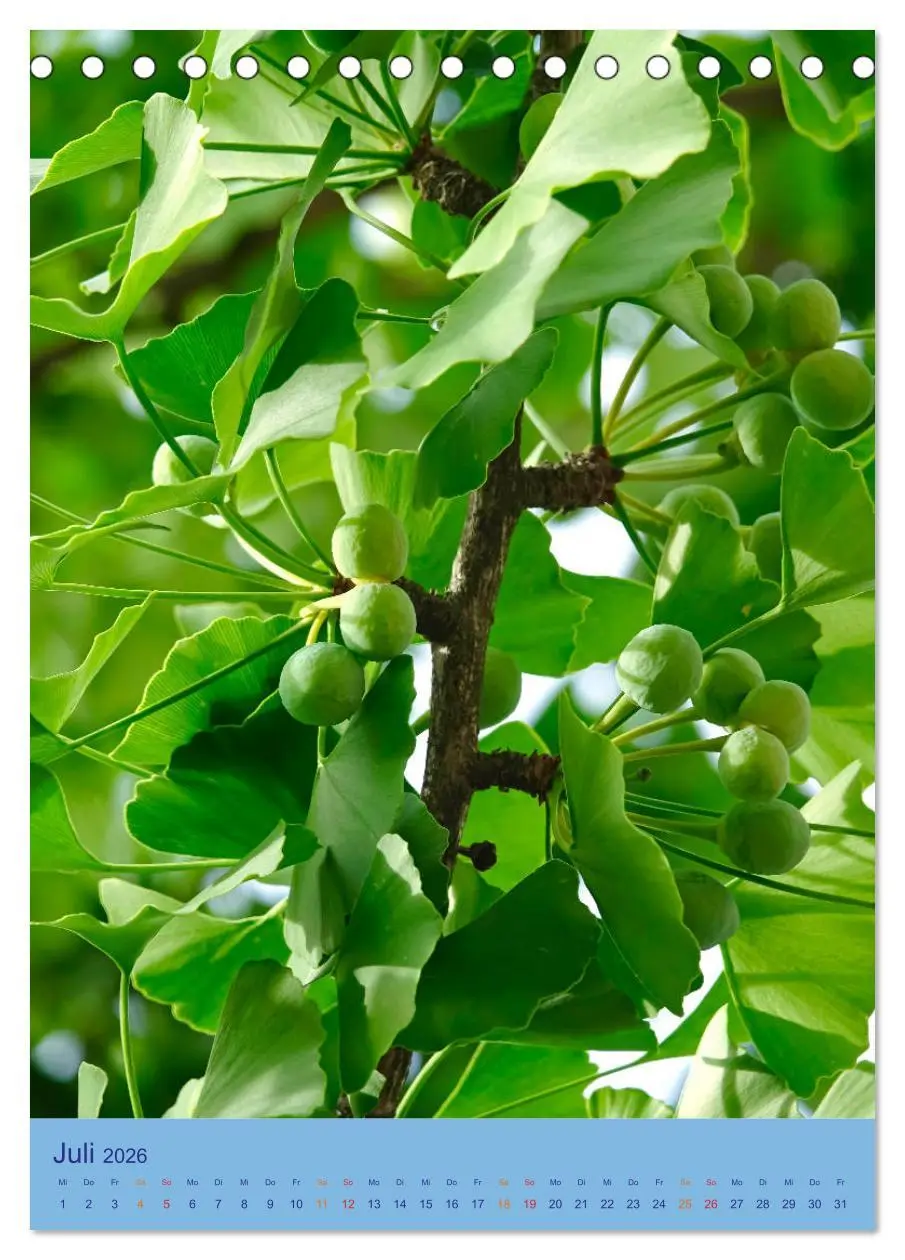 Bild: 9783516400649 | Ginkgo (Tischkalender 2026 DIN A5 hoch), CALVENDO Monatskalender