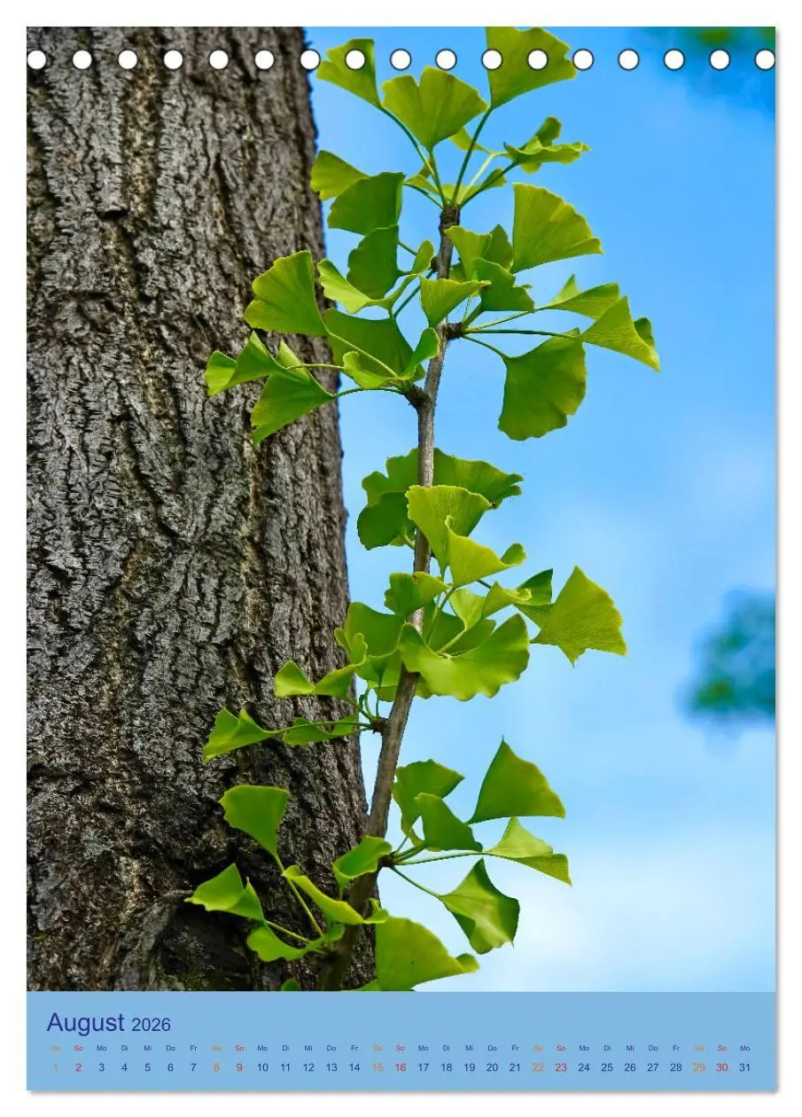 Bild: 9783516400649 | Ginkgo (Tischkalender 2026 DIN A5 hoch), CALVENDO Monatskalender