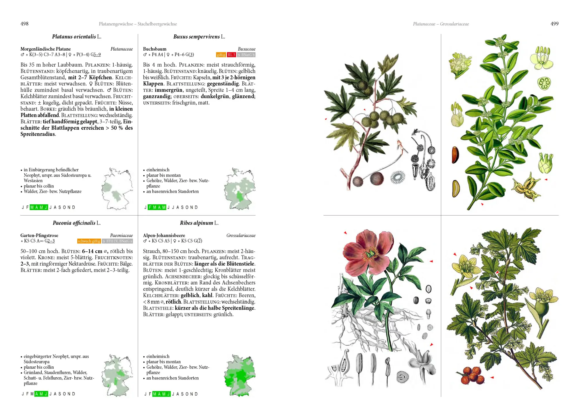 Bild: 9783968490649 | Die Flora von Deutschland. Alle heimischen Arten | Oliver Tackenberg