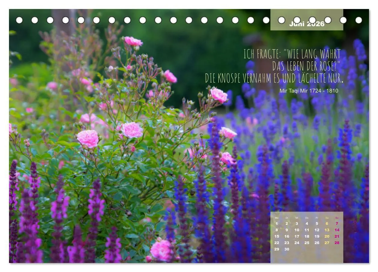 Bild: 9783457581049 | Rose Königin des Gartens (Tischkalender 2026 DIN A5 quer), CALVENDO...