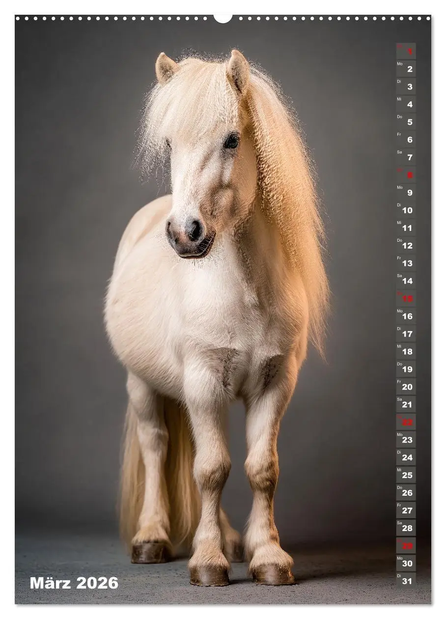 Bild: 9783516671049 | Das Leben ist ein Ponyhof - Zwergponys im Studiolicht (Wandkalender...