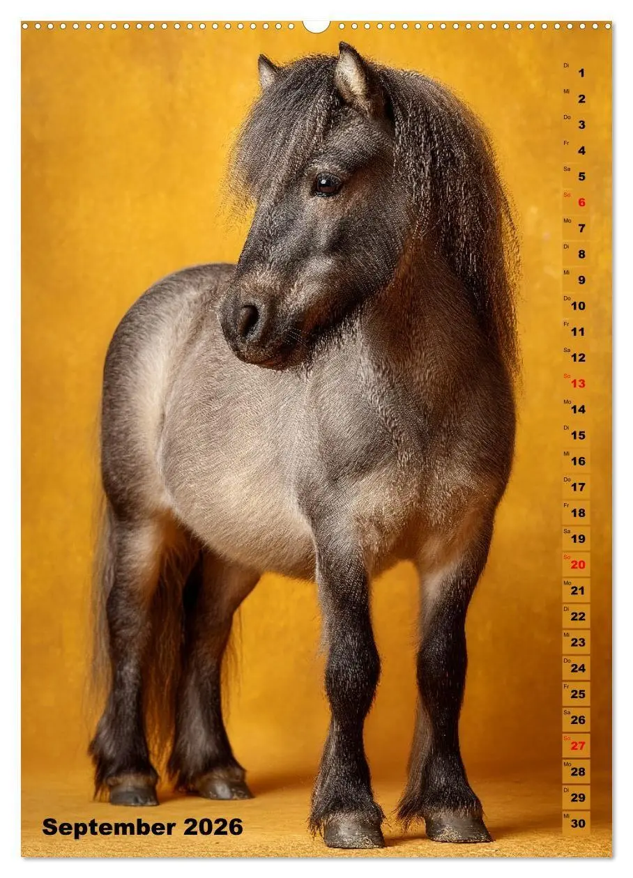 Bild: 9783516671049 | Das Leben ist ein Ponyhof - Zwergponys im Studiolicht (Wandkalender...
