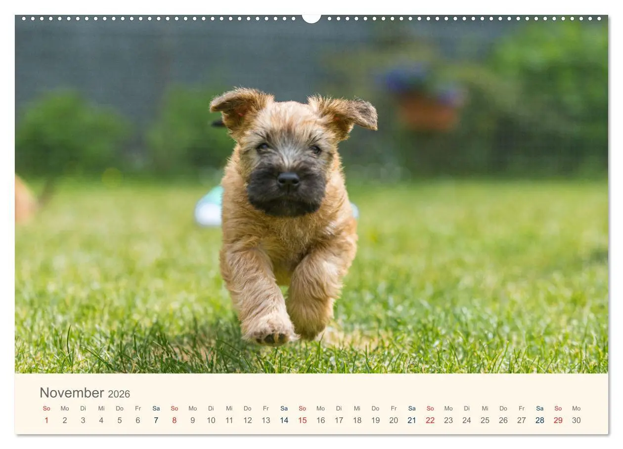 Bild: 9783457631249 | IRISH SOFT COATED WHEATEN TERRIER WELPEN 2026 (Wandkalender 2026...