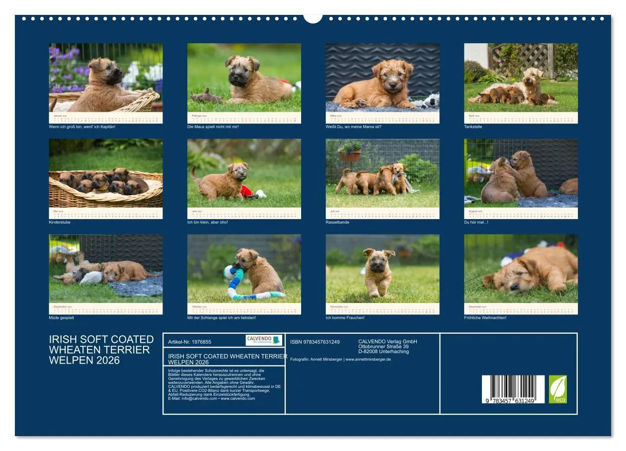 Bild: 9783457631249 | IRISH SOFT COATED WHEATEN TERRIER WELPEN 2026 (Wandkalender 2026...