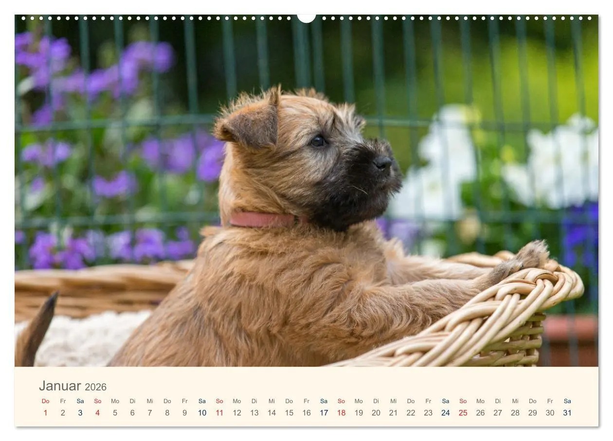 Bild: 9783457631249 | IRISH SOFT COATED WHEATEN TERRIER WELPEN 2026 (Wandkalender 2026...