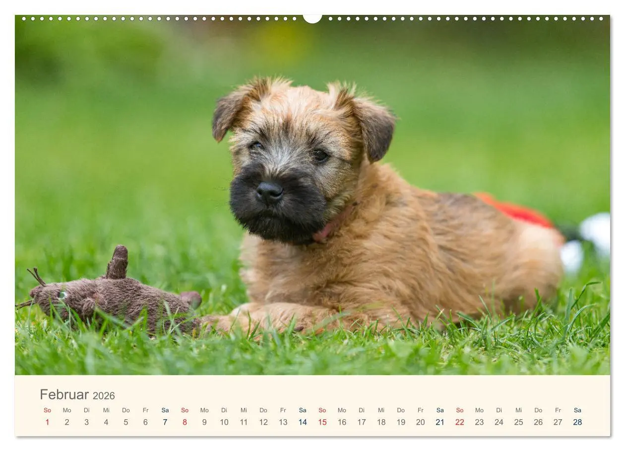 Bild: 9783457631249 | IRISH SOFT COATED WHEATEN TERRIER WELPEN 2026 (Wandkalender 2026...