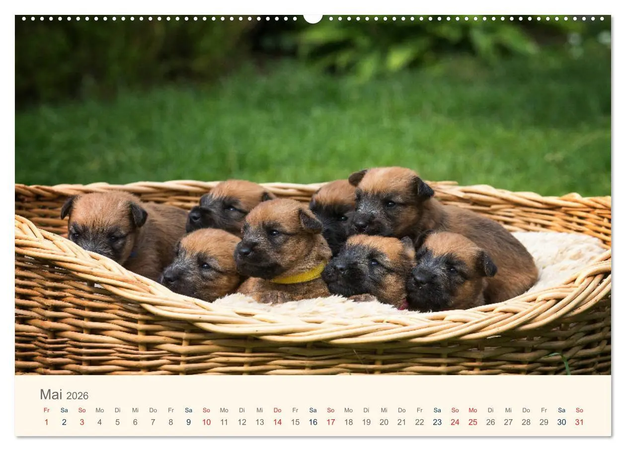 Bild: 9783457631249 | IRISH SOFT COATED WHEATEN TERRIER WELPEN 2026 (Wandkalender 2026...
