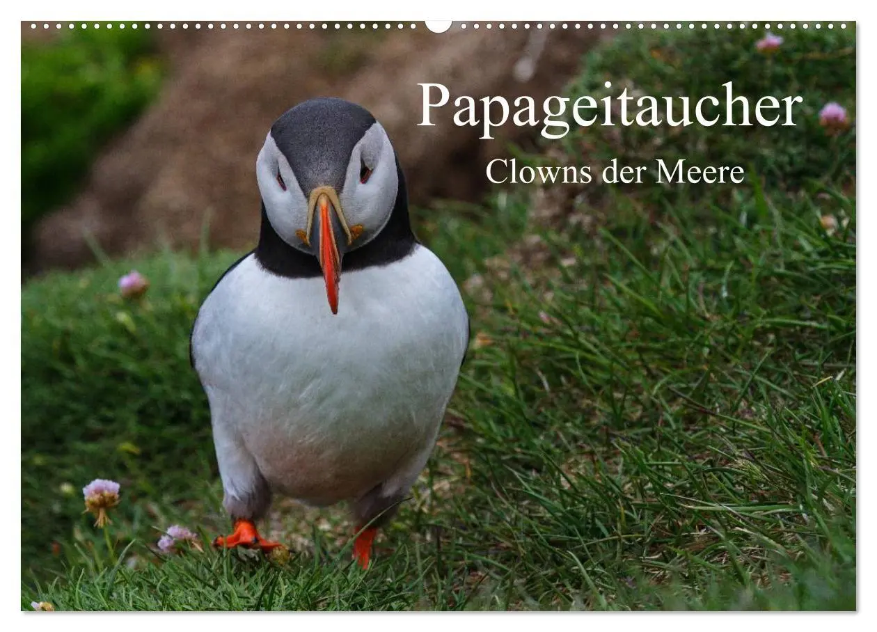 Cover: 9783516191349 | Papageitaucher Clowns der Meere (Wandkalender 2026 DIN A2 quer),...