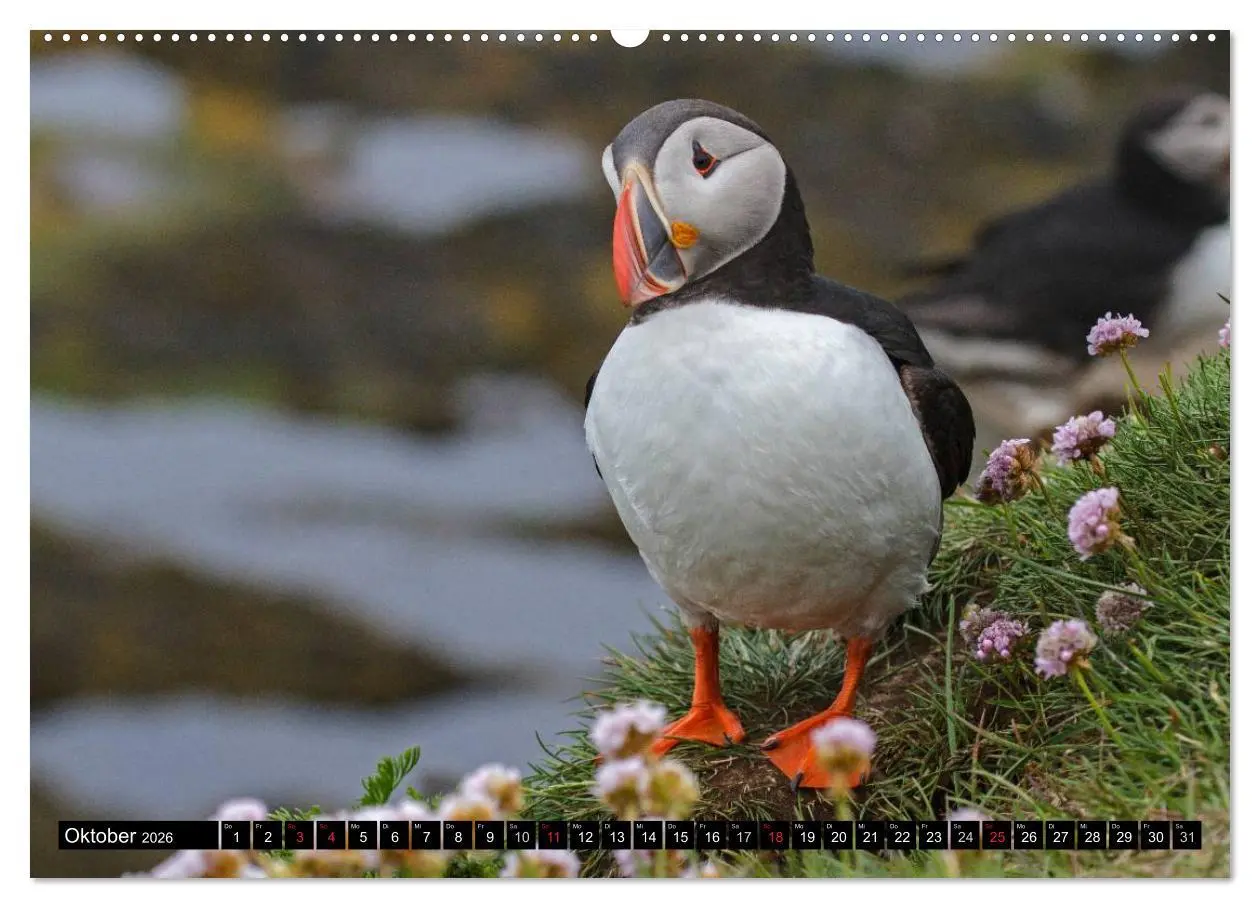 Bild: 9783516191349 | Papageitaucher Clowns der Meere (Wandkalender 2026 DIN A2 quer),...