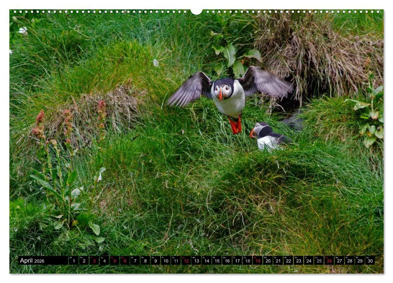 Bild: 9783516191349 | Papageitaucher Clowns der Meere (Wandkalender 2026 DIN A2 quer),...