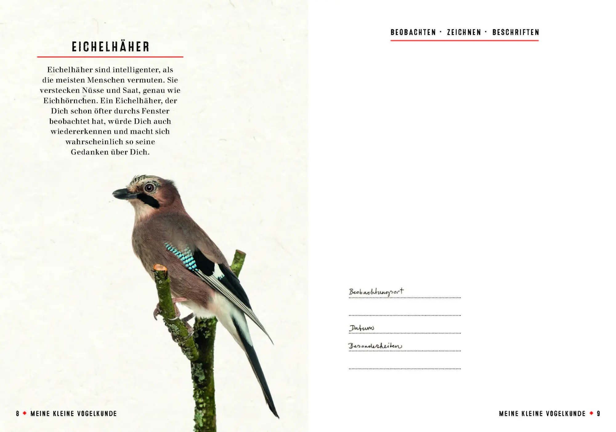 Bild: 9783959101349 | Meine kleine Vogelkunde | Gerard Janssen | Taschenbuch | 112 S. | 2018