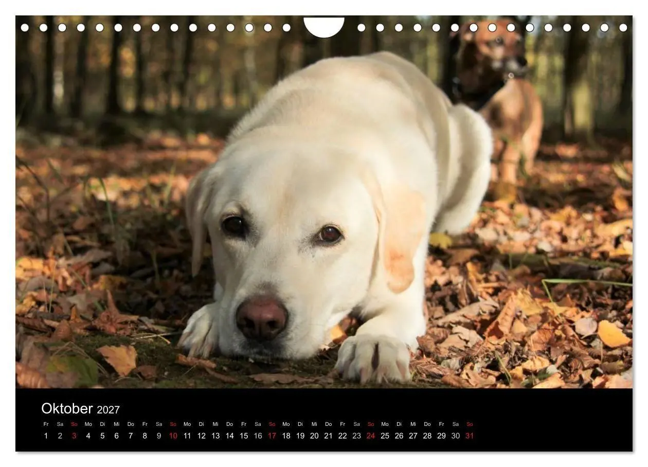 Bild: 9783594161449 | Labrador Retriever 2027 (Wandkalender 2027 DIN A4 quer), CALVENDO...