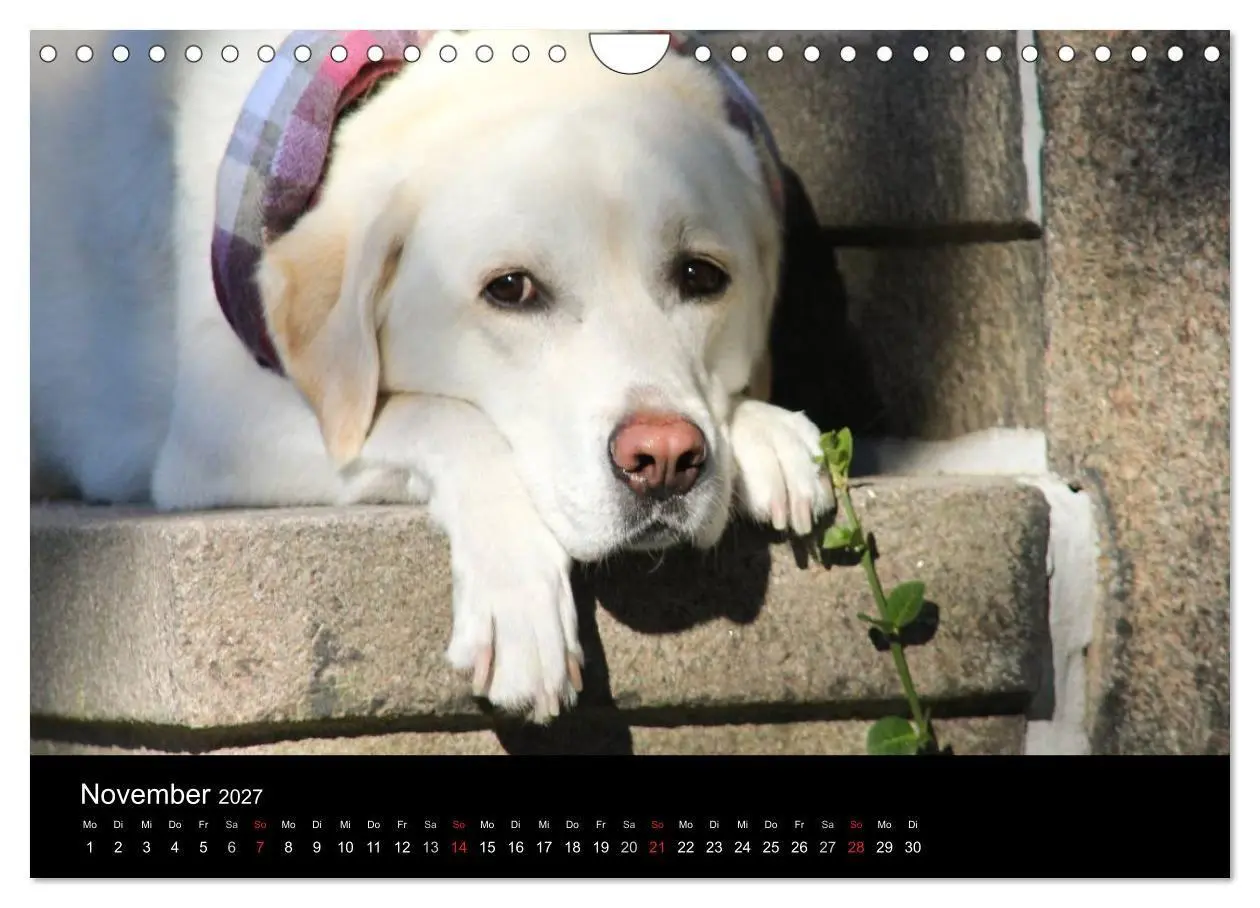 Bild: 9783594161449 | Labrador Retriever 2027 (Wandkalender 2027 DIN A4 quer), CALVENDO...