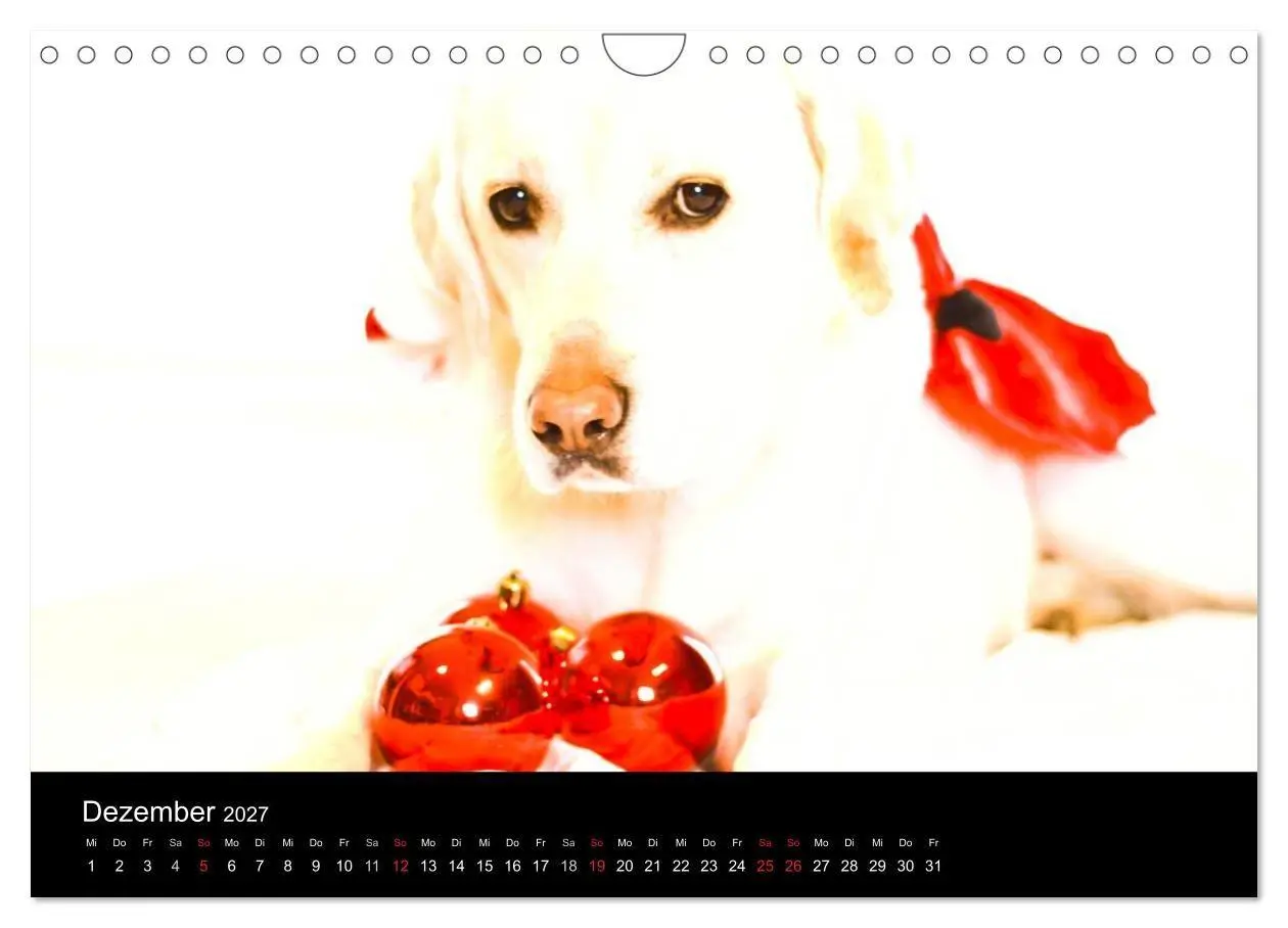 Bild: 9783594161449 | Labrador Retriever 2027 (Wandkalender 2027 DIN A4 quer), CALVENDO...