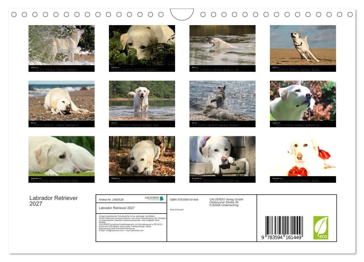Bild: 9783594161449 | Labrador Retriever 2027 (Wandkalender 2027 DIN A4 quer), CALVENDO...