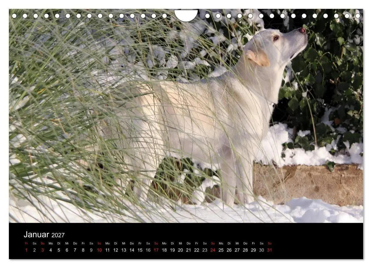 Bild: 9783594161449 | Labrador Retriever 2027 (Wandkalender 2027 DIN A4 quer), CALVENDO...