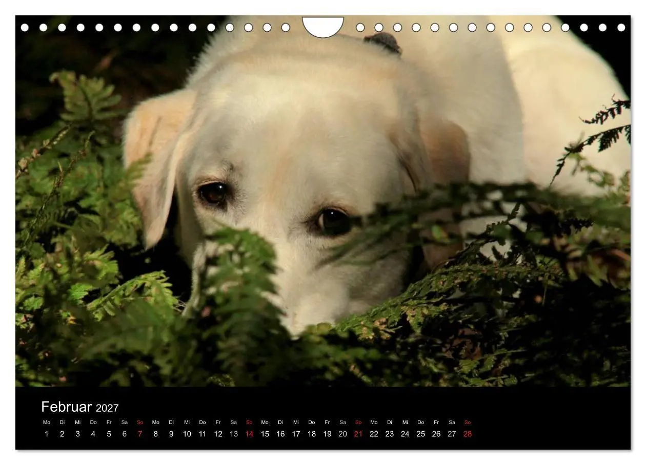 Bild: 9783594161449 | Labrador Retriever 2027 (Wandkalender 2027 DIN A4 quer), CALVENDO...