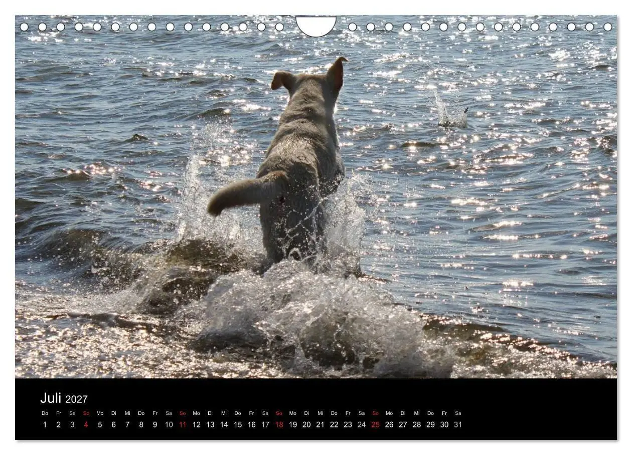 Bild: 9783594161449 | Labrador Retriever 2027 (Wandkalender 2027 DIN A4 quer), CALVENDO...