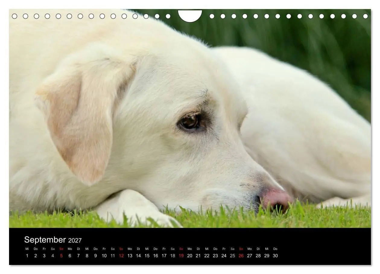 Bild: 9783594161449 | Labrador Retriever 2027 (Wandkalender 2027 DIN A4 quer), CALVENDO...