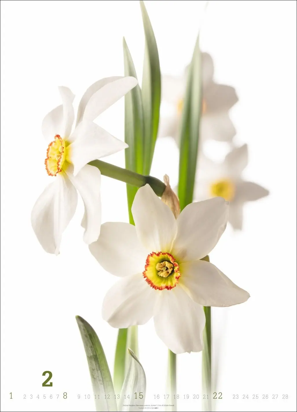Bild: 9783839901649 | Blütenbilder Kalender 2026 | Sibylle Pietrek | Kalender | 14 S. | 2026