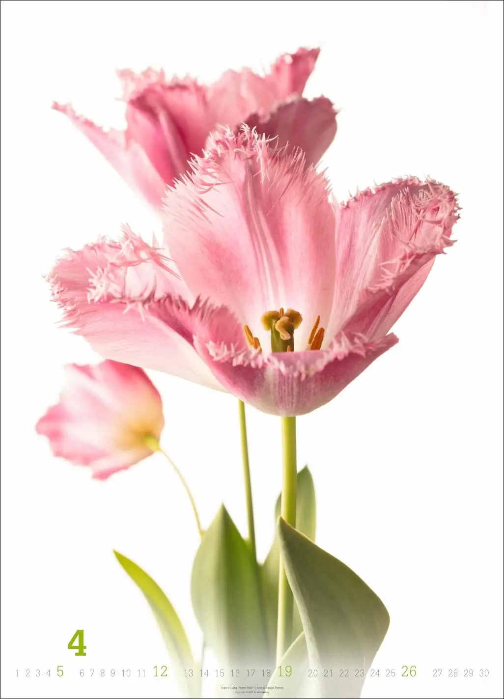 Bild: 9783839901649 | Blütenbilder Kalender 2026 | Sibylle Pietrek | Kalender | 14 S. | 2026