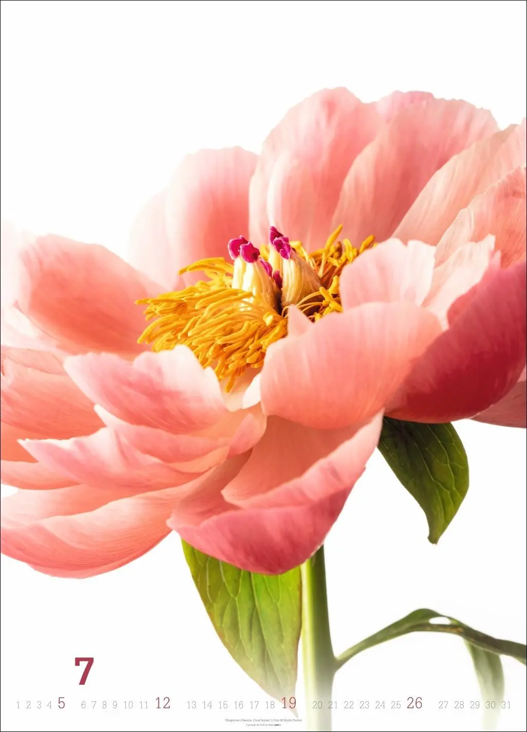 Bild: 9783839901649 | Blütenbilder Kalender 2026 | Sibylle Pietrek | Kalender | 14 S. | 2026