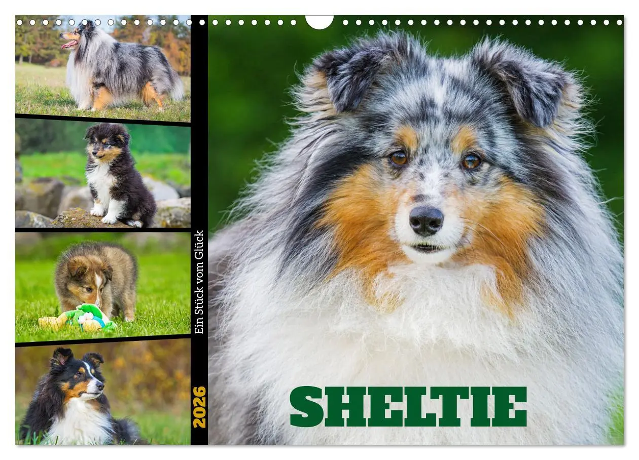Cover: 9783457371749 | Sheltie - Ein Stück vom Glück (Wandkalender 2026 DIN A3 quer),...