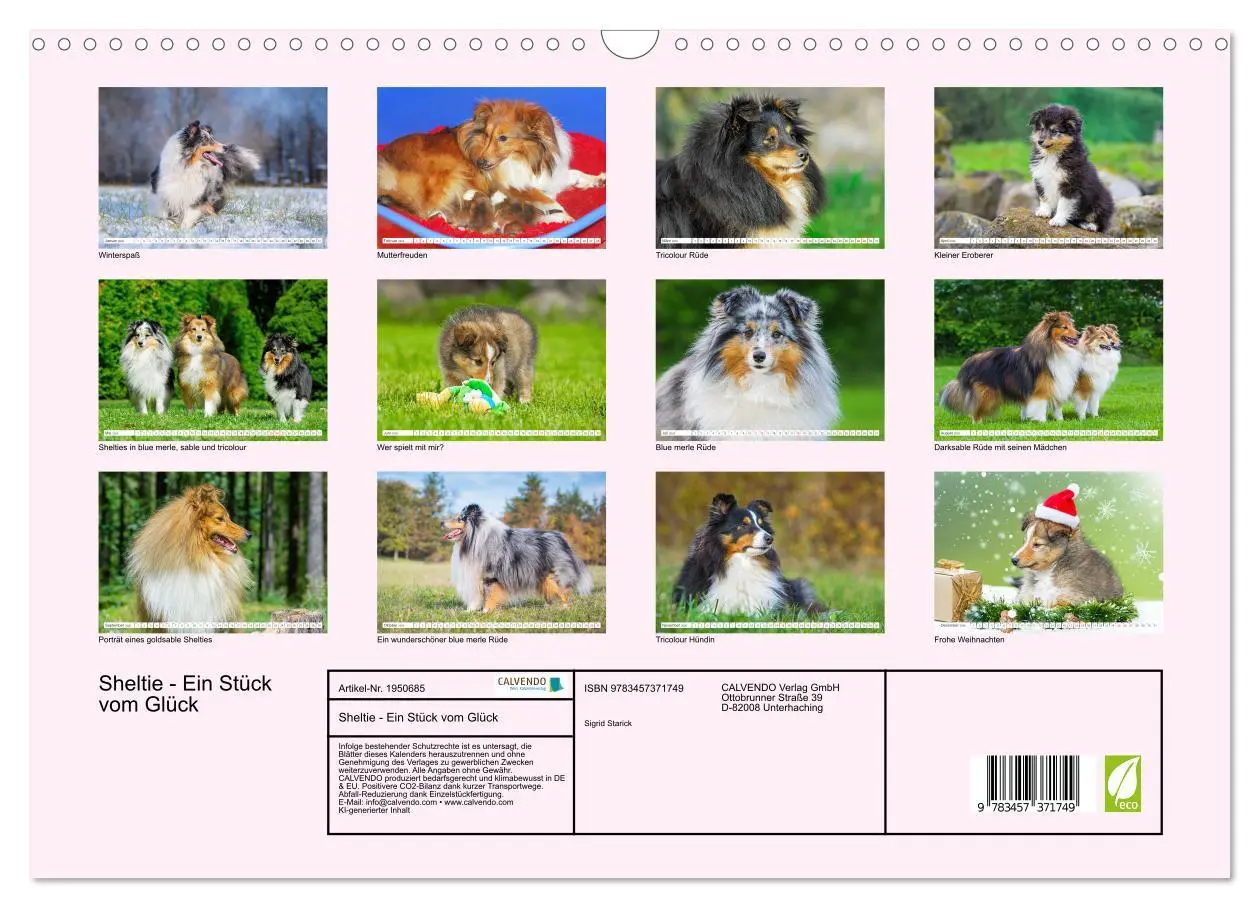 Bild: 9783457371749 | Sheltie - Ein Stück vom Glück (Wandkalender 2026 DIN A3 quer),...