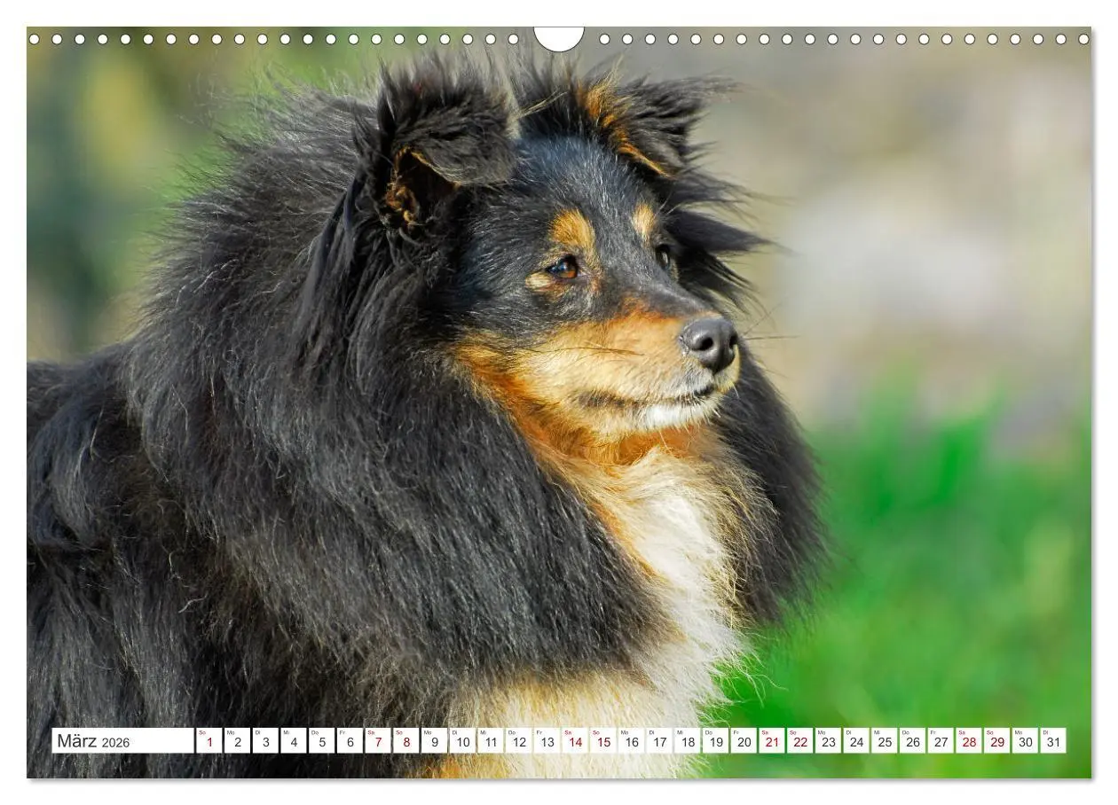 Bild: 9783457371749 | Sheltie - Ein Stück vom Glück (Wandkalender 2026 DIN A3 quer),...