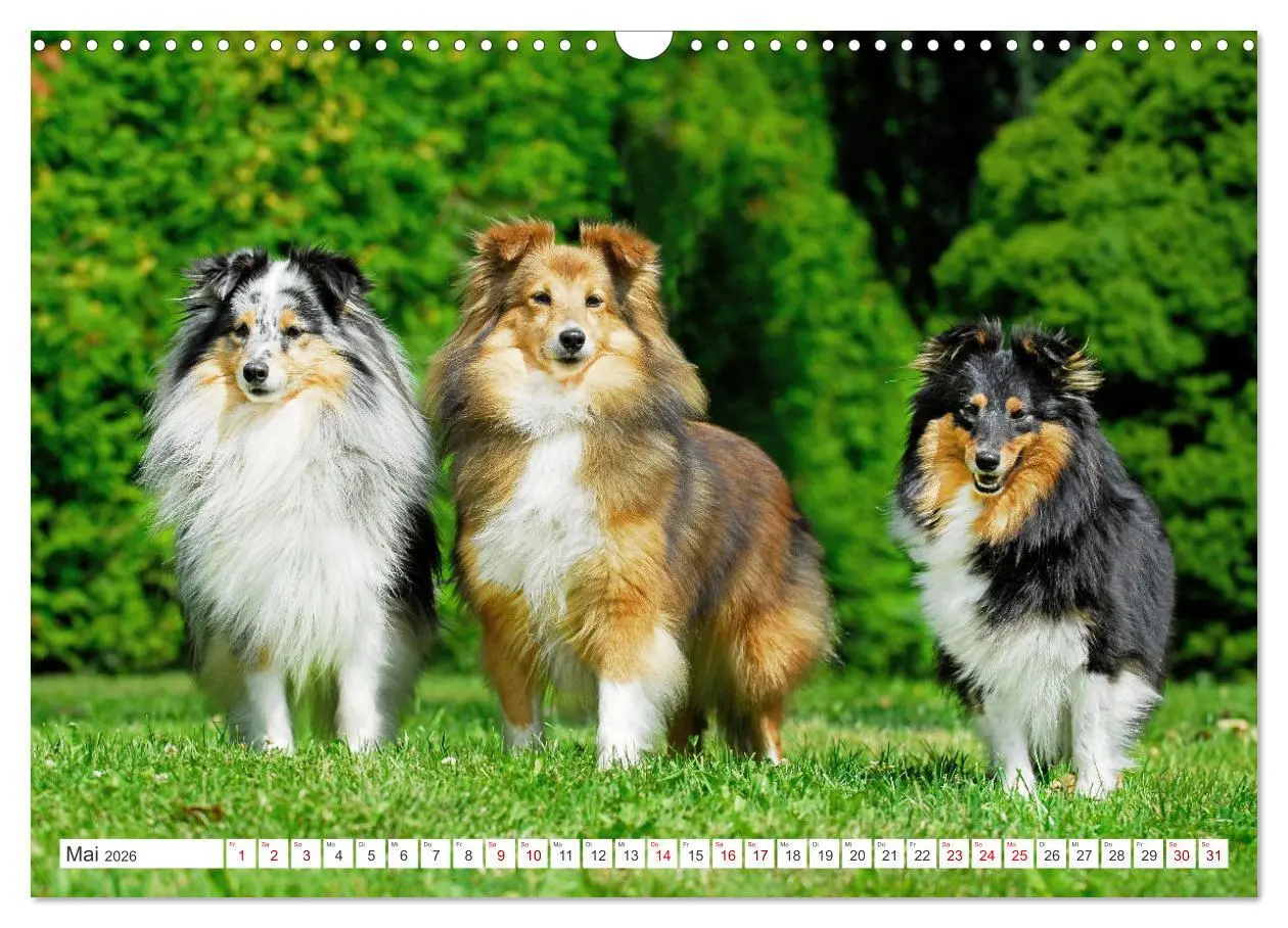 Bild: 9783457371749 | Sheltie - Ein Stück vom Glück (Wandkalender 2026 DIN A3 quer),...