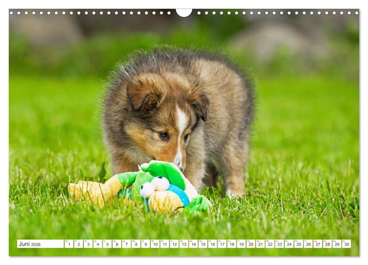Bild: 9783457371749 | Sheltie - Ein Stück vom Glück (Wandkalender 2026 DIN A3 quer),...