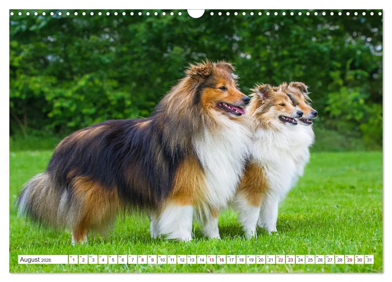 Bild: 9783457371749 | Sheltie - Ein Stück vom Glück (Wandkalender 2026 DIN A3 quer),...