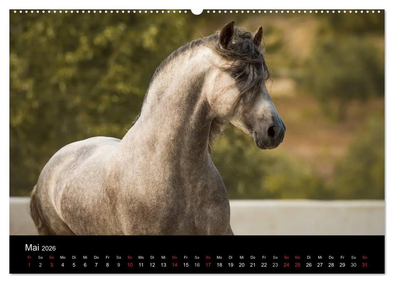 Bild: 9783516081749 | Spaniens stolze Pferde (Wandkalender 2026 DIN A2 quer), CALVENDO...