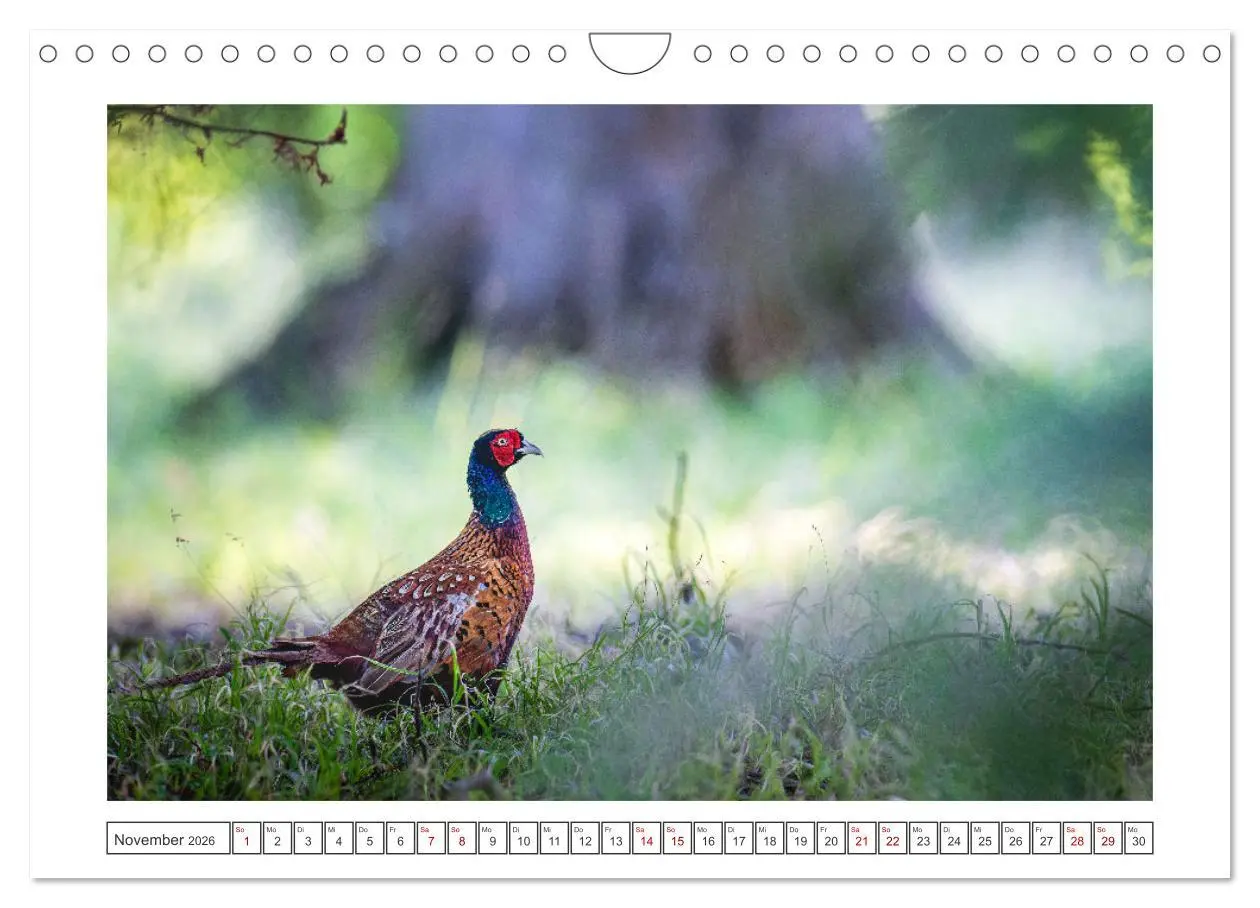 Bild: 9783457361849 | Lolland - Harmonie von Mensch und Natur (Wandkalender 2026 DIN A4...