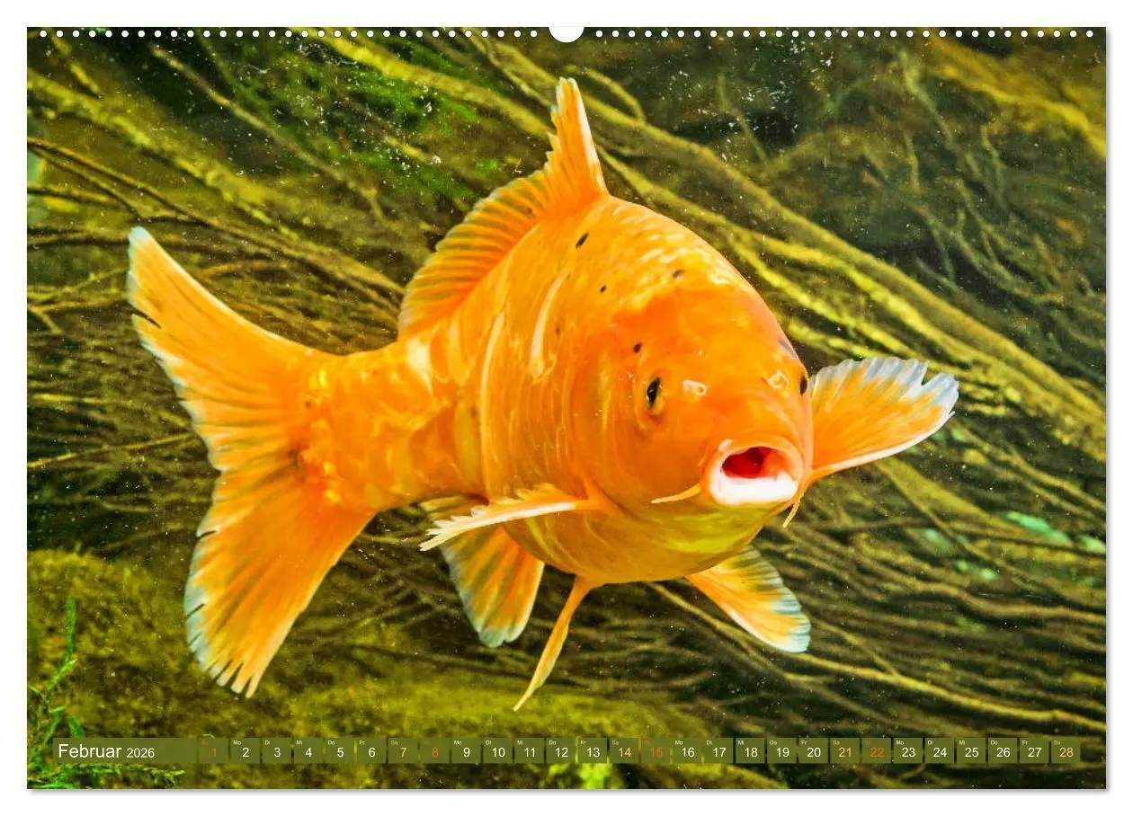 Bild: 9783457661949 | Koi: Juwelen im Teich (hochwertiger Premium Wandkalender 2026 DIN...