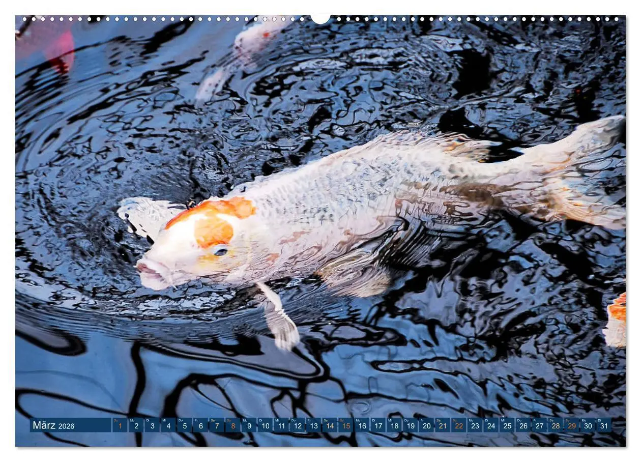 Bild: 9783457661949 | Koi: Juwelen im Teich (hochwertiger Premium Wandkalender 2026 DIN...