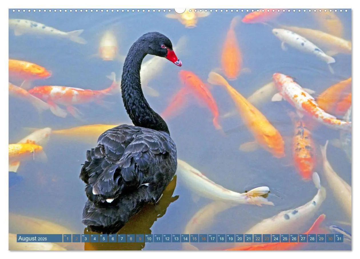 Bild: 9783457661949 | Koi: Juwelen im Teich (hochwertiger Premium Wandkalender 2026 DIN...