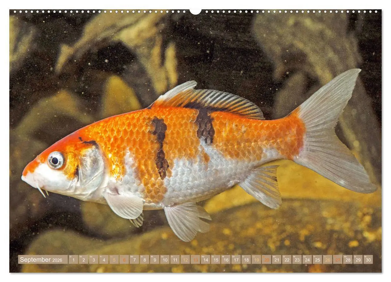 Bild: 9783457661949 | Koi: Juwelen im Teich (hochwertiger Premium Wandkalender 2026 DIN...