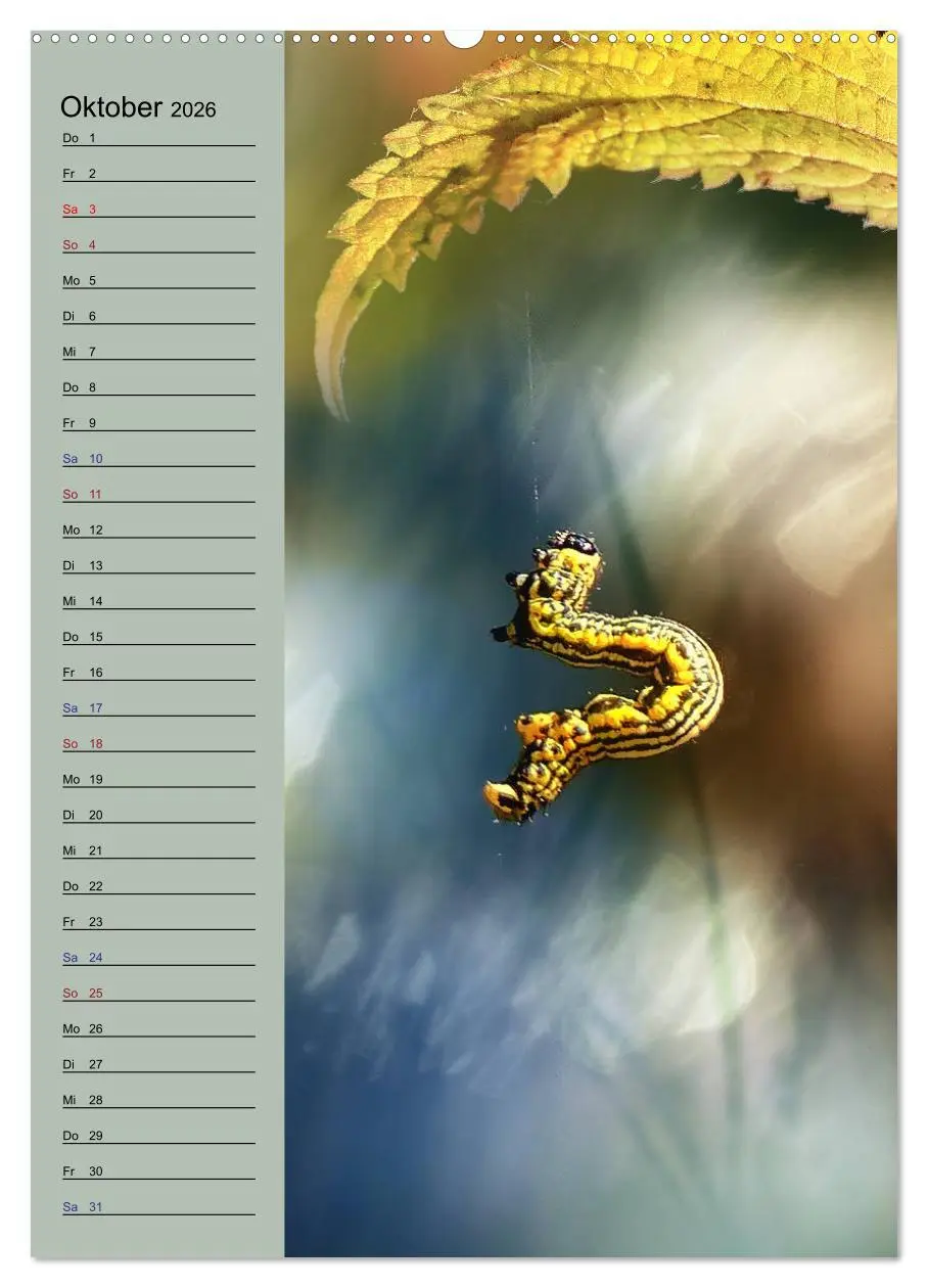 Bild: 9783516371949 | Pastell-Zauber (Wandkalender 2026 DIN A2 hoch), CALVENDO...
