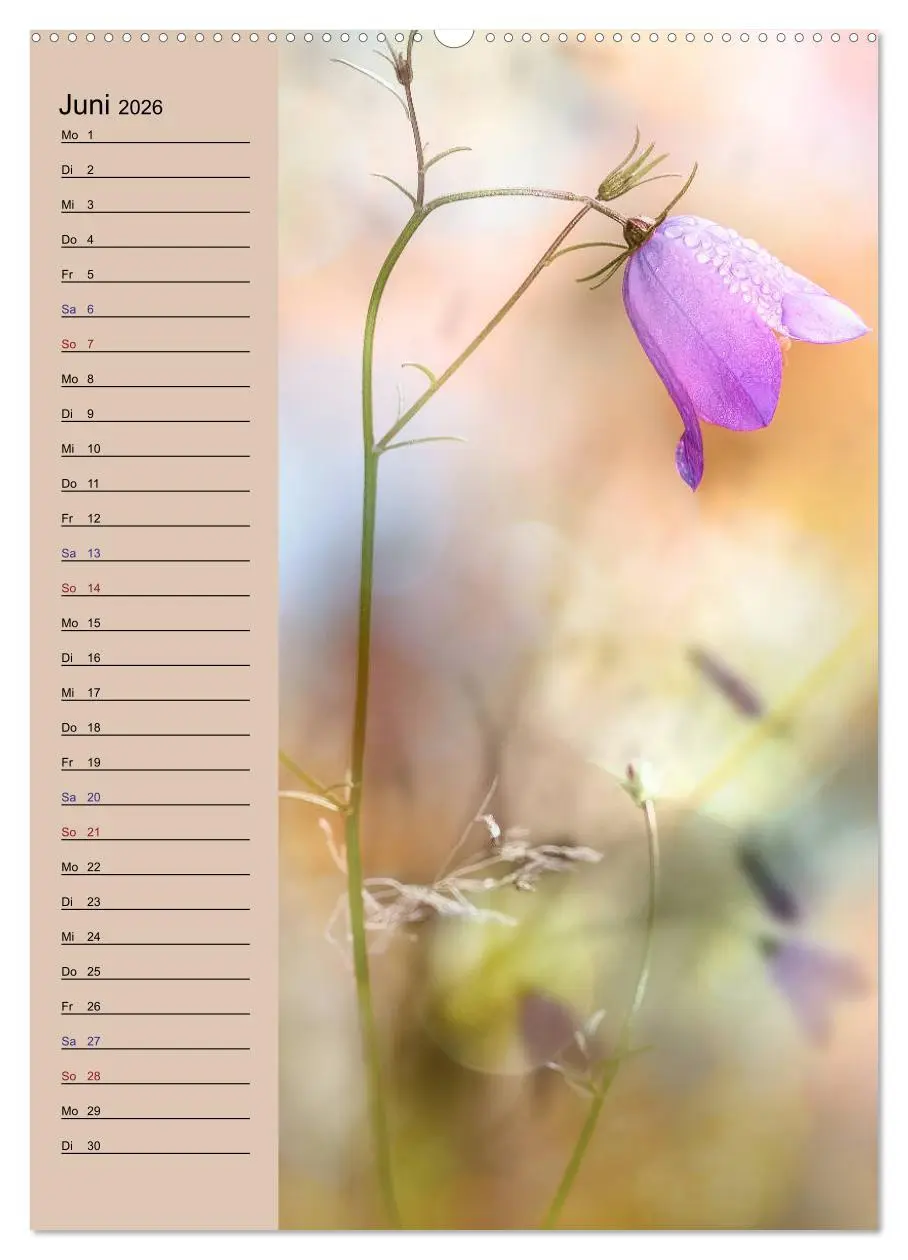 Bild: 9783516371949 | Pastell-Zauber (Wandkalender 2026 DIN A2 hoch), CALVENDO...