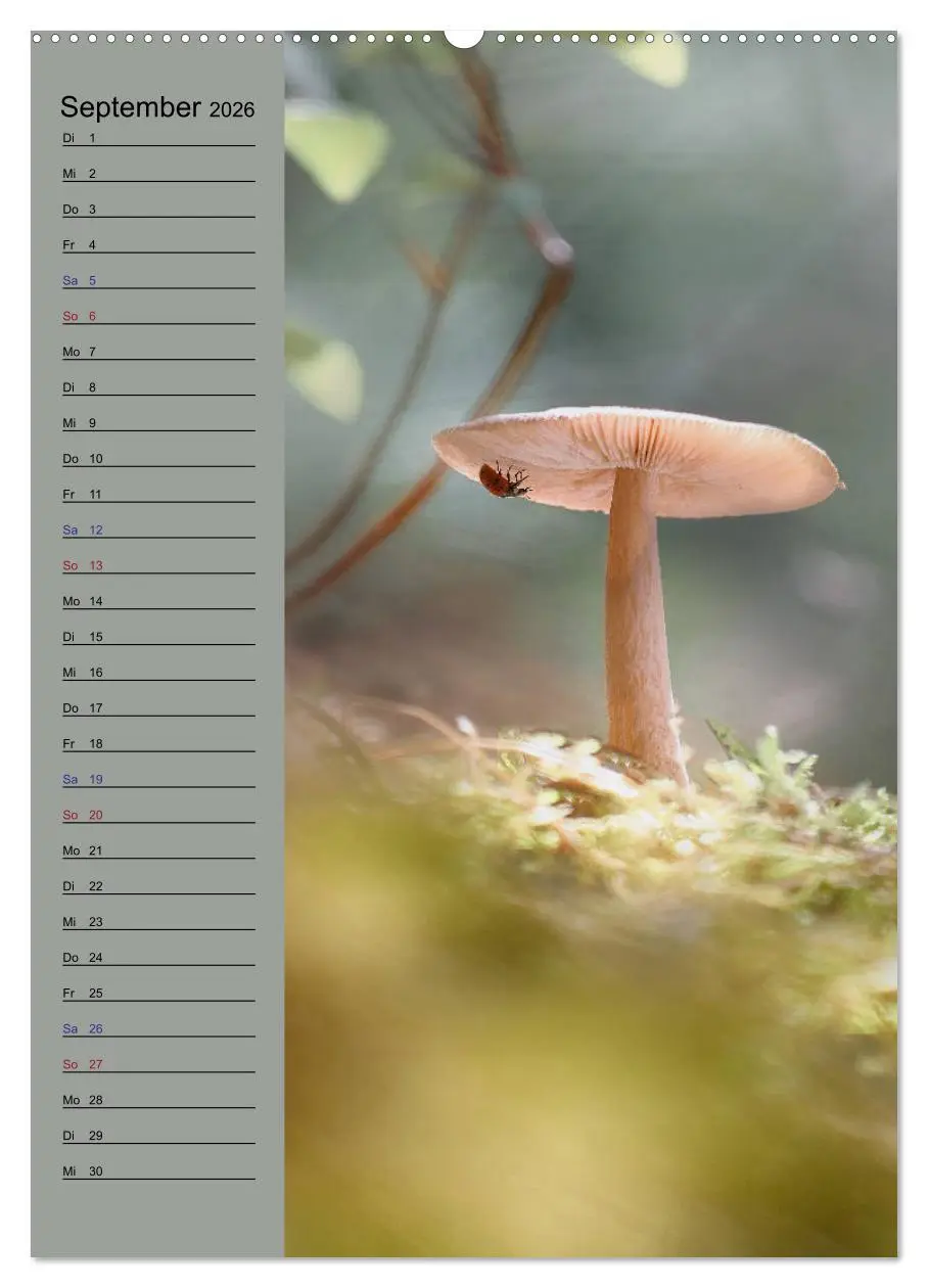 Bild: 9783516371949 | Pastell-Zauber (Wandkalender 2026 DIN A2 hoch), CALVENDO...
