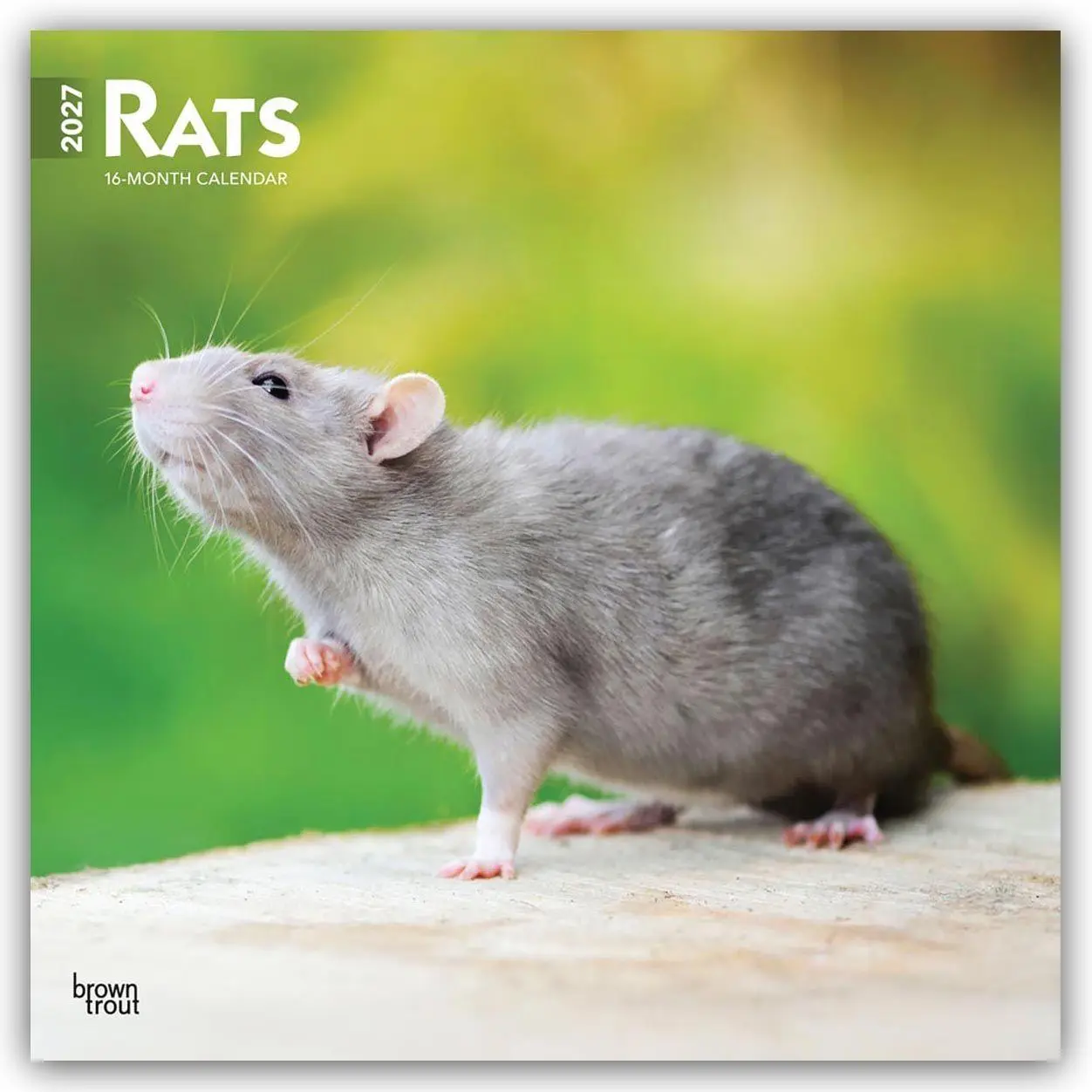 Cover: 9798330711949 | Rats - Ratten 2027 - 16-Monatskalender | Browntrout Publishers | 28 S.